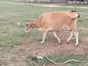 Milk Cow