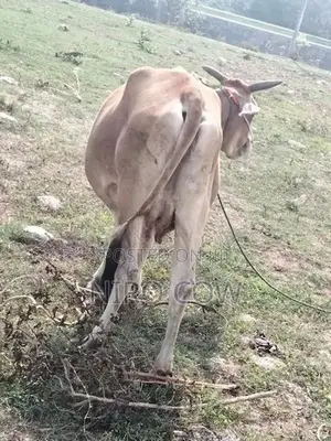Milk Cow