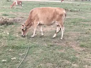 Milk Cow