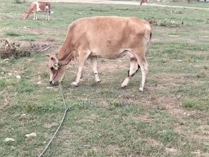 Milk Cow