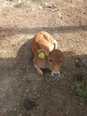 Milk Cow