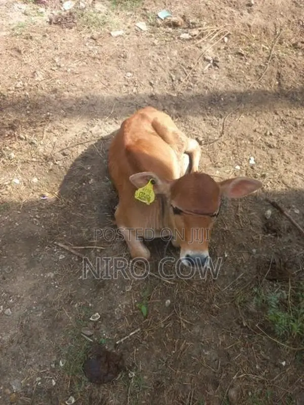 Milk Cow