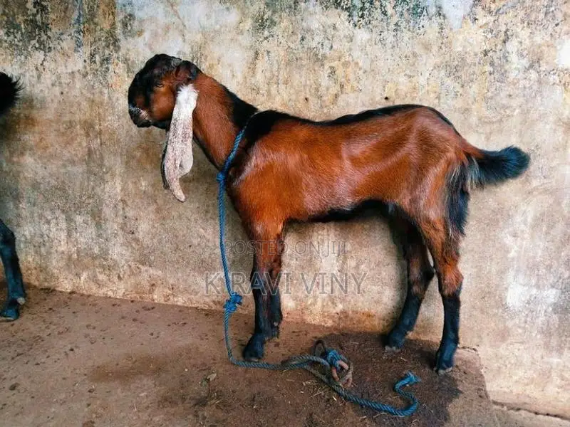 Farm Goat