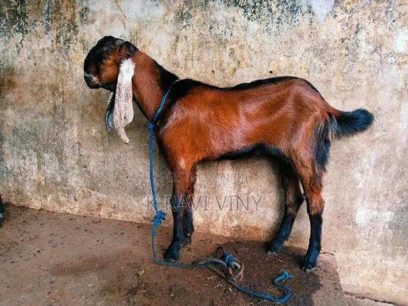 Farm Goat