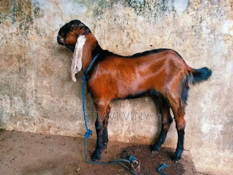 Farm Goat