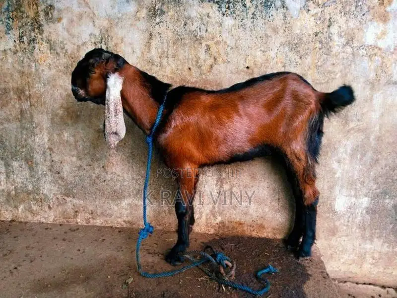 Farm Goat
