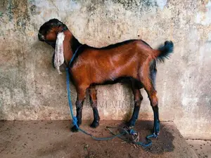Farm Goat