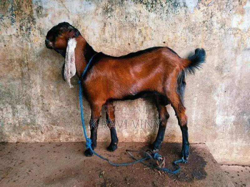 Farm Goat