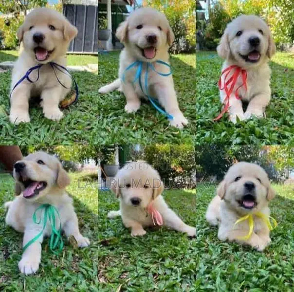 Golden Retriever Puppies