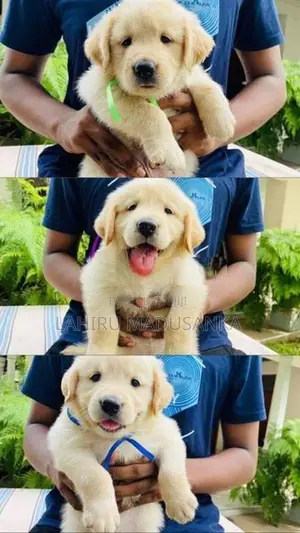 Golden Retriever Puppies