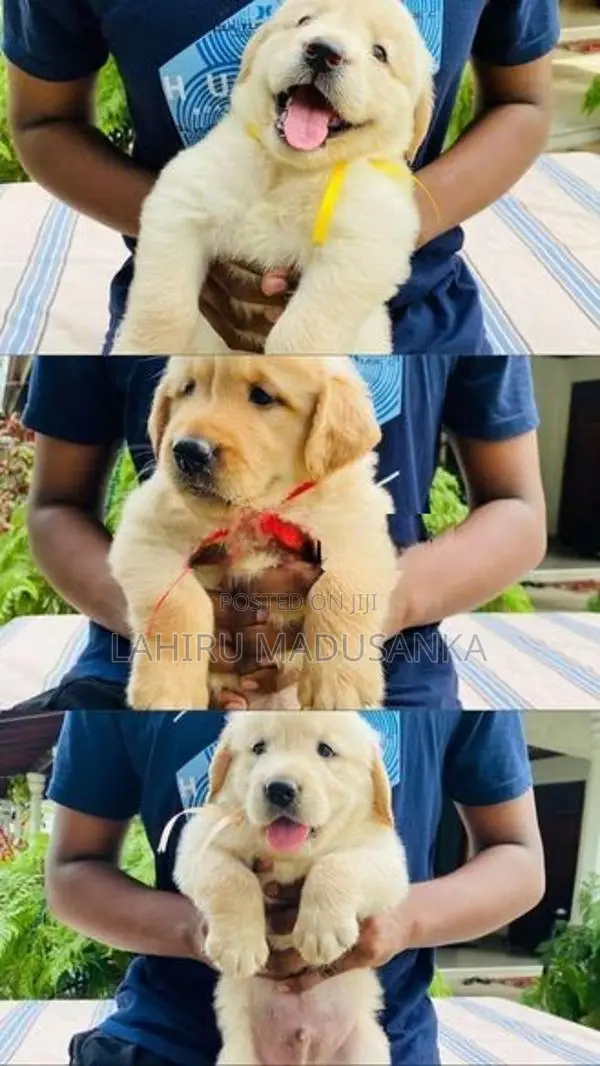 Golden Retriever Puppies