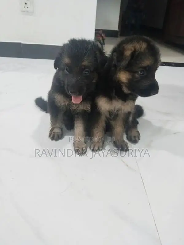 German Shepherd Puppies