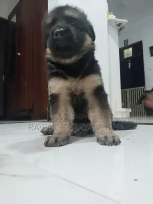 German Shepherd Puppies