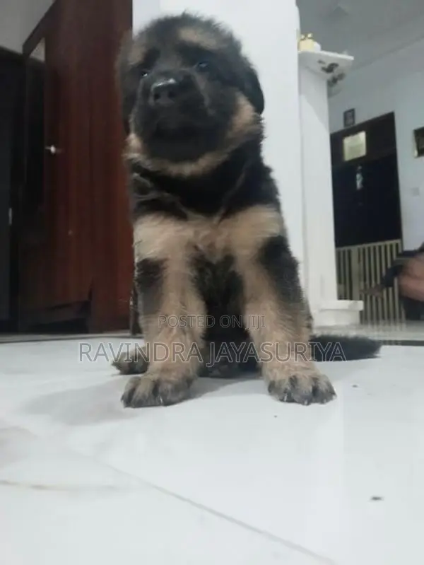 German Shepherd Puppies