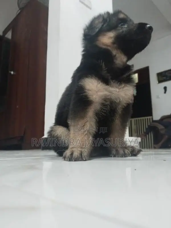 German Shepherd Puppies