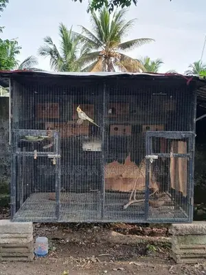 Bird Cage