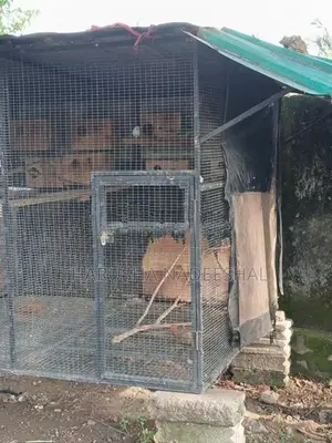 Bird Cage