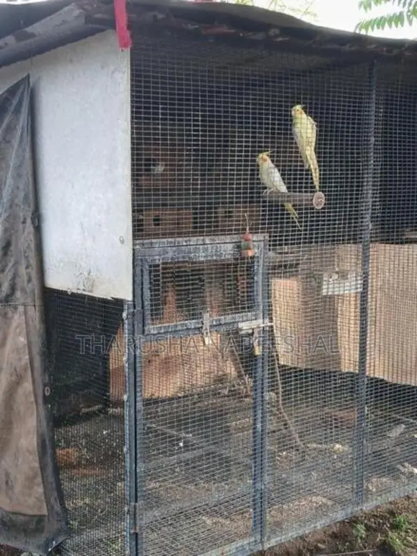 Bird Cage