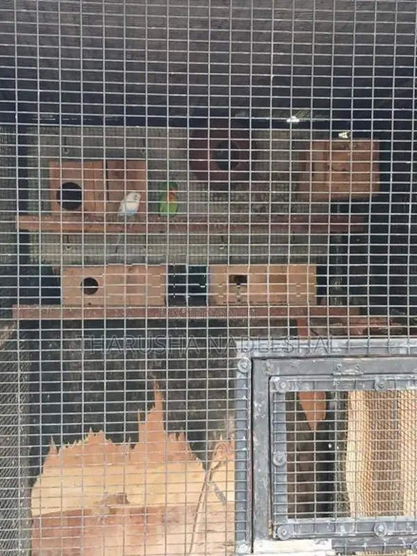 Bird Cage