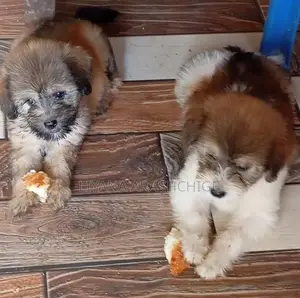 Tibetan Terrier Puppies