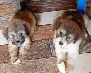 Tibetan Terrier Puppies