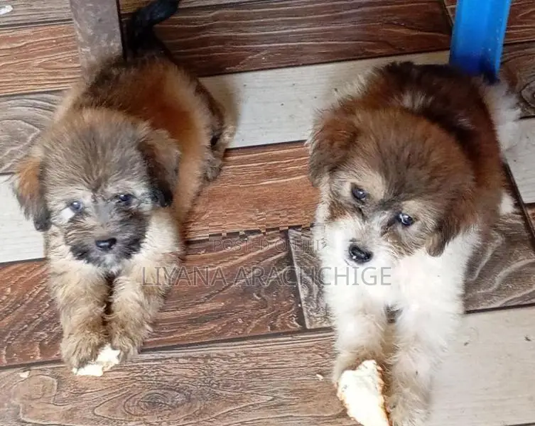 Tibetan Terrier Puppies