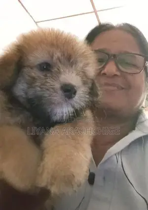 Tibetan Terrier Puppies
