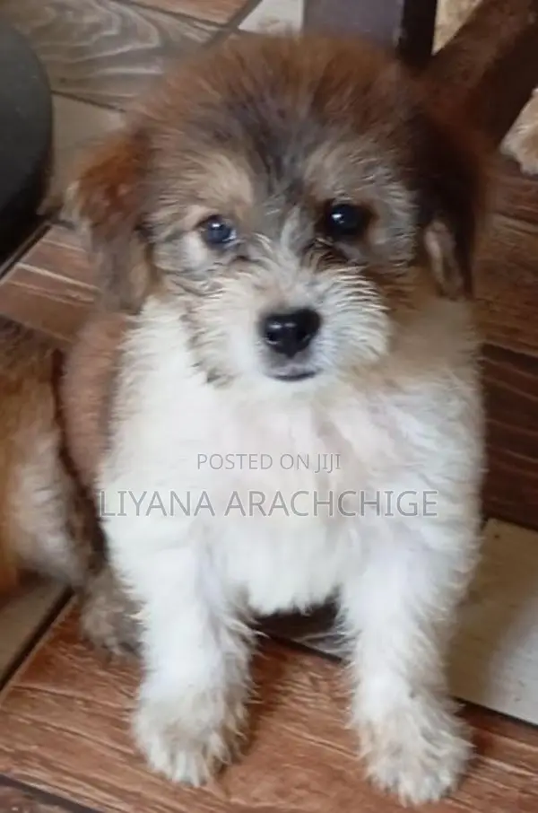 Tibetan Terrier Puppies