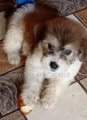 Tibetan Terrier Puppies