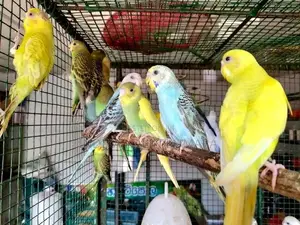 Love Birds