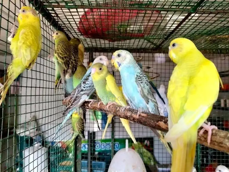 Love Birds