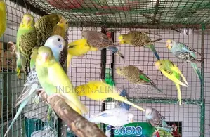 Love Birds