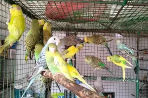 Love Birds
