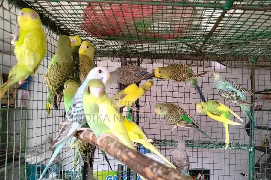 Love Birds
