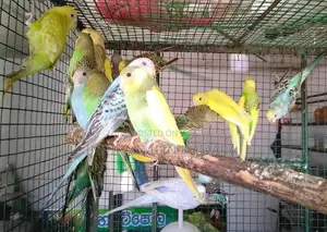 Love Birds
