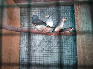 Finches