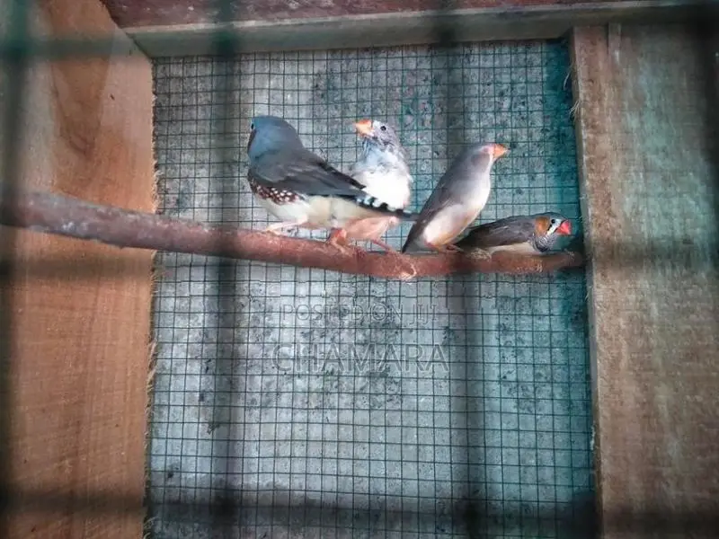 Finches