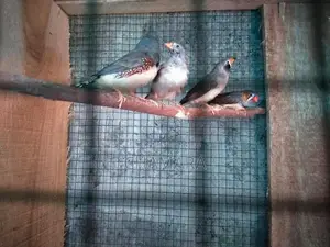 Finches