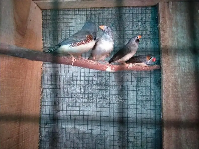 Finches
