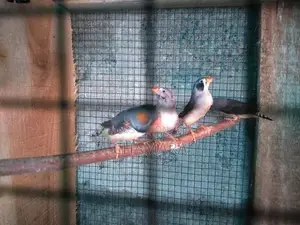 Finches