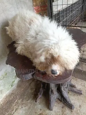 Poodle Dogs