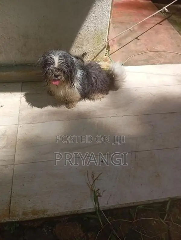 Shih Tzu Male Female Dog