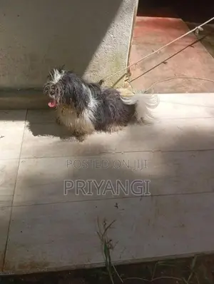 Shih Tzu Male Female Dog
