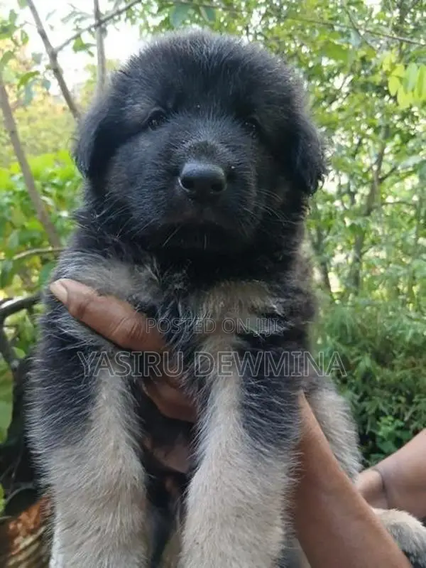 Lion Shepherd Long Coat Puppies
