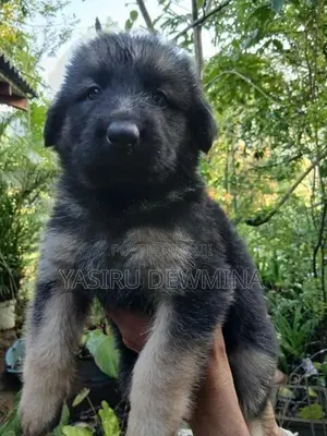Lion Shepherd Long Coat Puppies