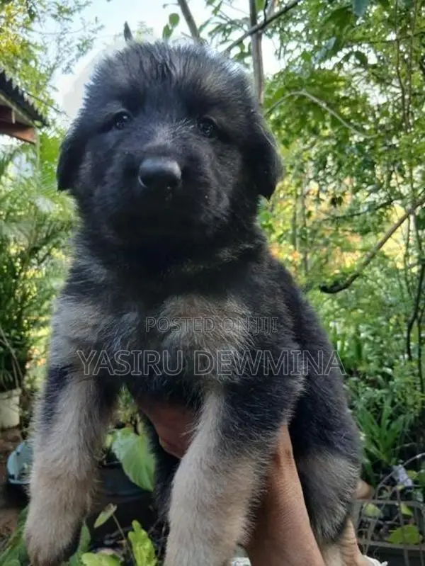 Lion Shepherd Long Coat Puppies