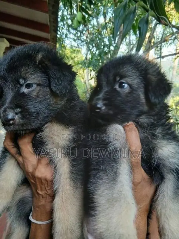 Lion Shepherd Long Coat Puppies