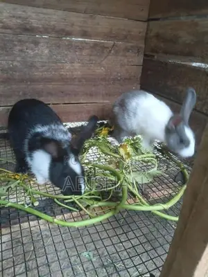 Angora Rabbit