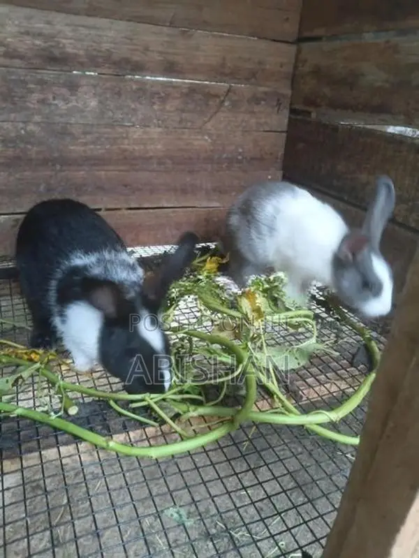 Angora Rabbit