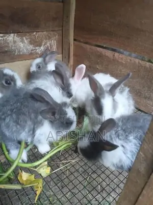Angora Rabbit